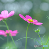 のどかなひと時 1