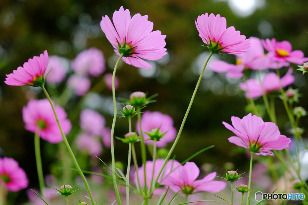 秋桜乱舞