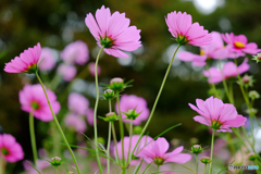 秋桜乱舞