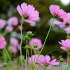 秋桜乱舞