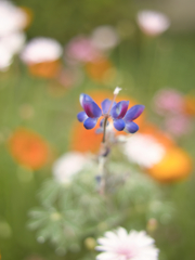 なんて花ですか？