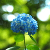 紫陽花