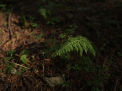 シダ