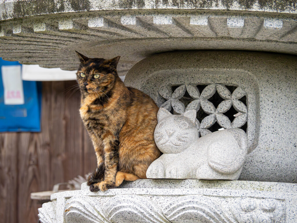 猫とねこ