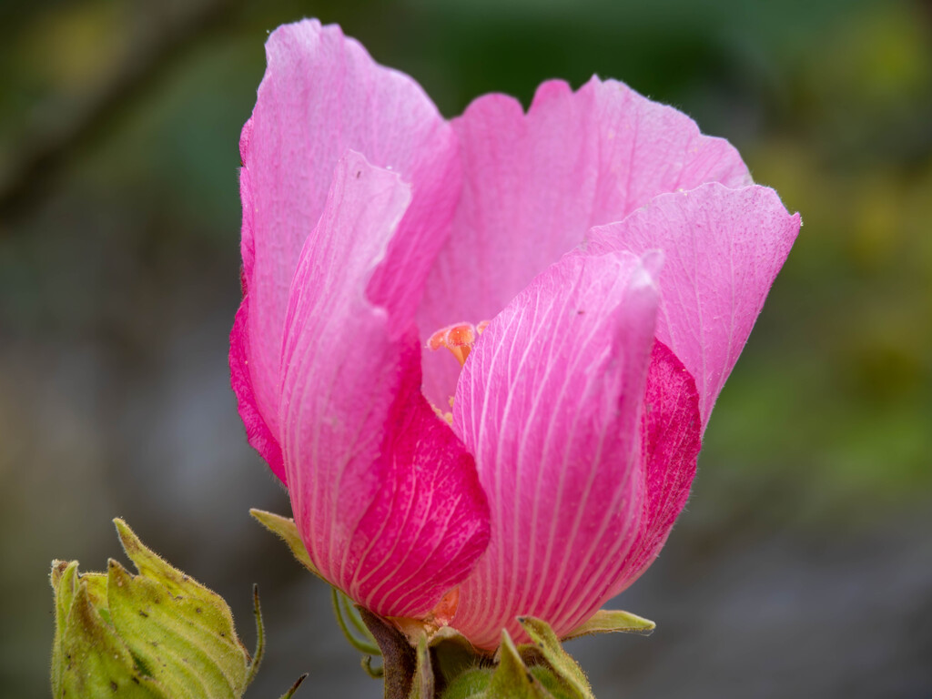 夕方の芙蓉
