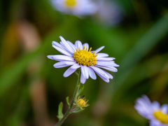 ヨメナの花