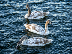 白鳥の交差点