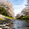 桜流し