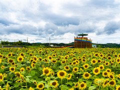 太陽の絨毯