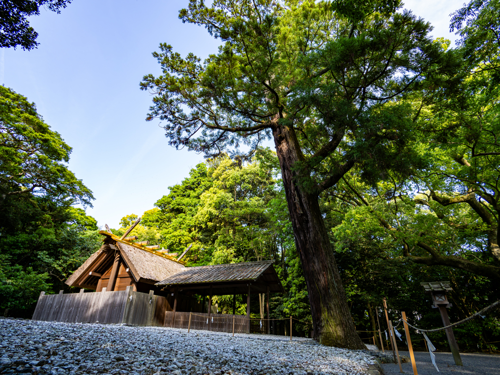 大樹の杜