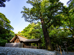 大樹の杜