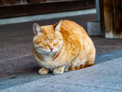 神社の先客