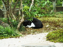 お昼寝