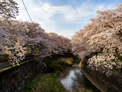 花盛り