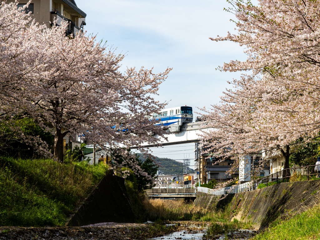 桜に囲まれて