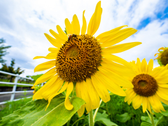 太陽の花