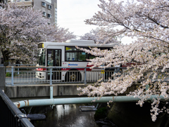 桜通りを行く