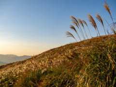 夕暮れのススキ野原