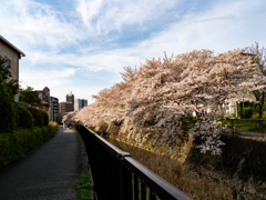 桜街道