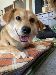 ヴィッキー