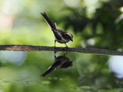 エナガ幼鳥の水浴び