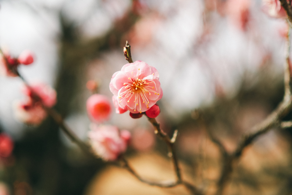 咲く梅
