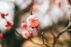咲く梅