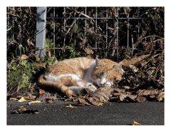 秋陽の猫
