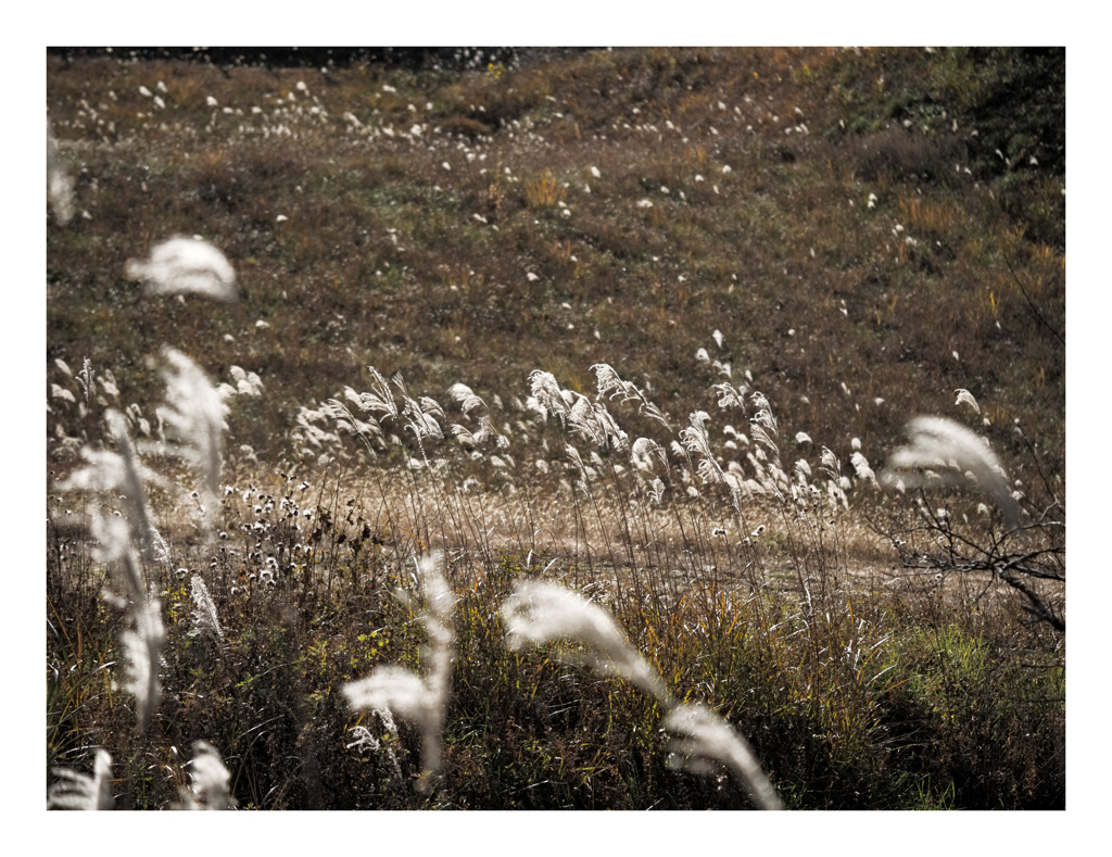 風そよぐ秋のススキ野原