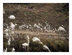 風そよぐ秋のススキ野原
