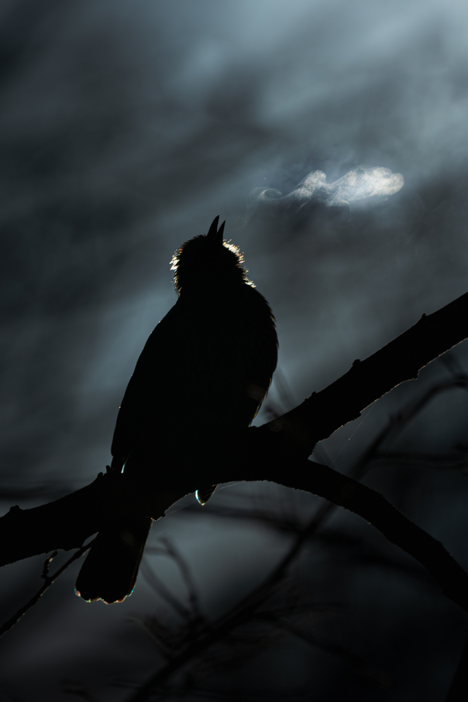 朝の鳴き声と白い息