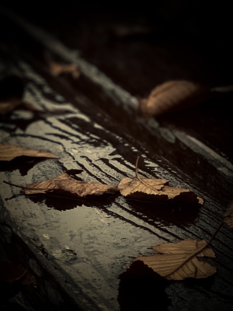 fallen leaves