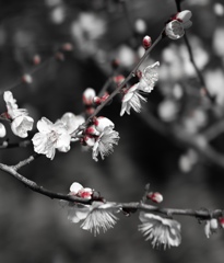 白梅も蕾は紅いと知る