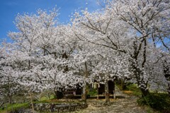 鶏居をつつむ桜雲