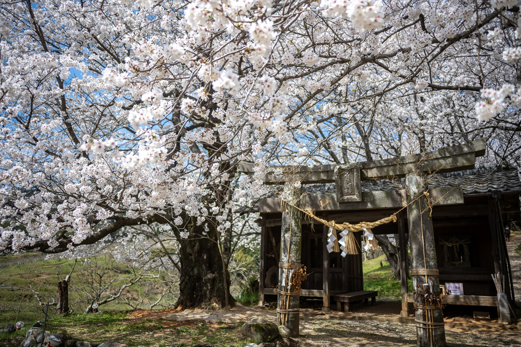 鳥居の桜化粧