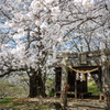 鳥居の桜化粧