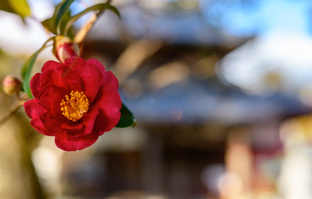 師走の花 凛として