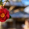 師走の花 凛として