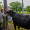 天神様の「撫で牛信仰」