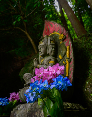 不動様と八仙花