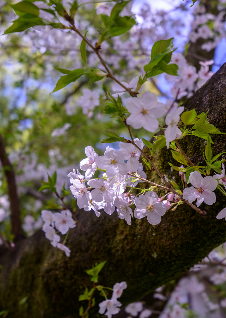 万緑に透く、春の灯 by 来夢彩人 (ID:13451394) - 写真共有サイト:PHOTOHITO
