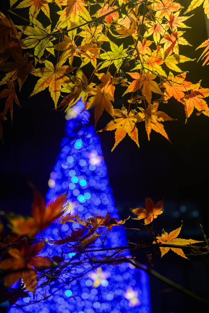 The harmony of autumn leaves and cool- l