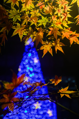 The harmony of autumn leaves and cool- l