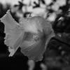 梅雨に咲く