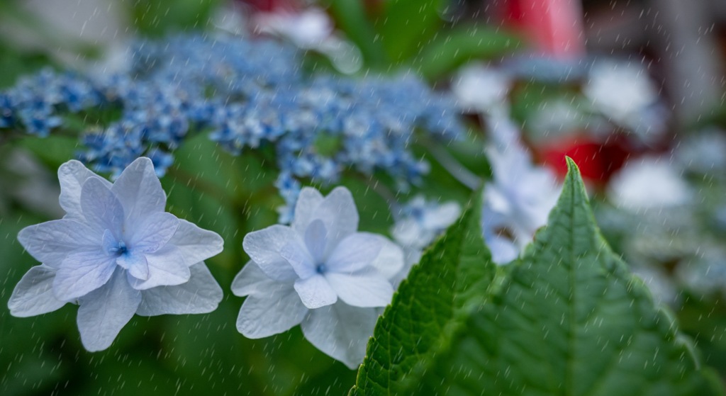 梅雨が来た