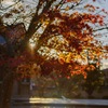 名残紅葉