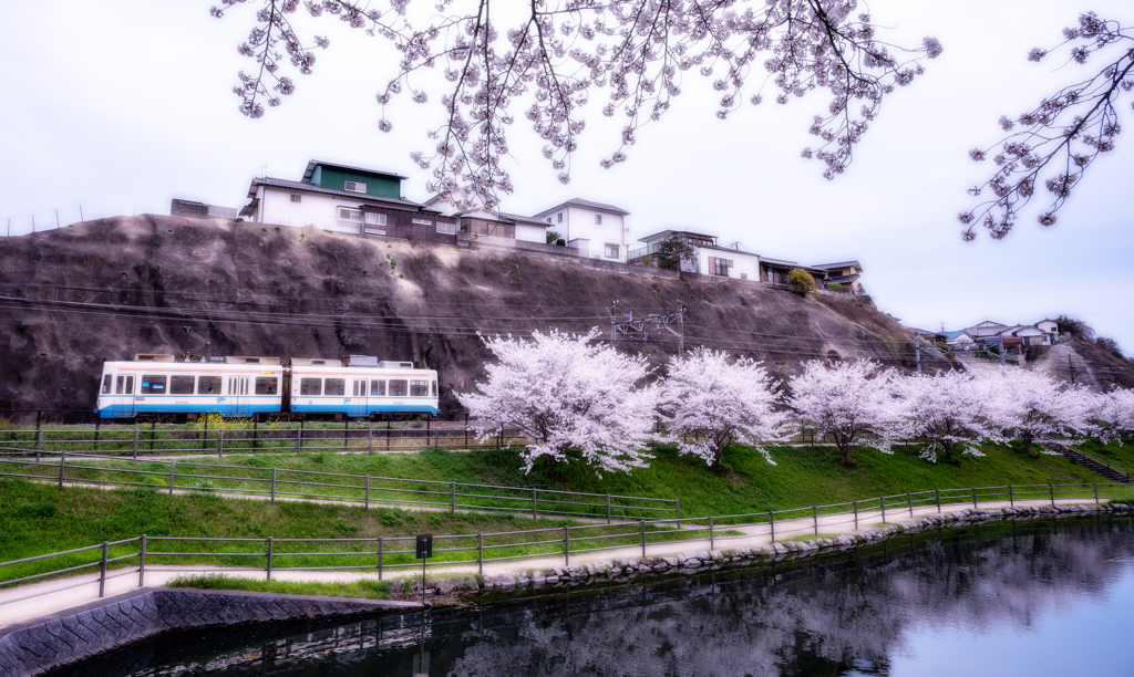 電車で桜狩りへ