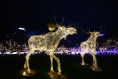 Electric reindeer land