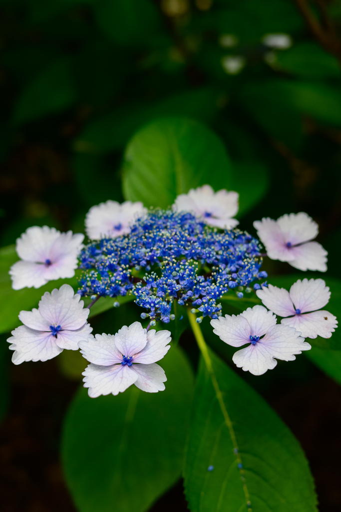 初夏の花手紙