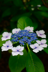 初夏の花手紙